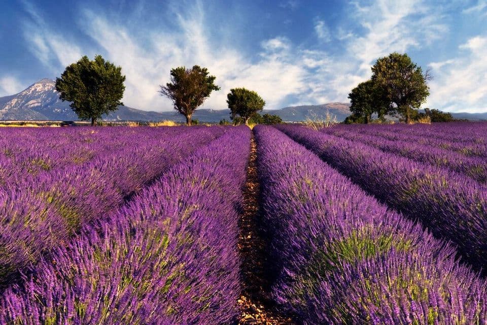 Piante di lavanda viola brillante crescono in file ordinate in un campo, con alberi verdi e montagne sullo sfondo sotto un cielo azzurro.