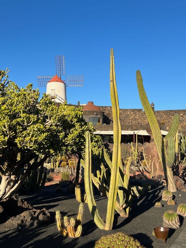 Cactus alti crescono in un giardino di terra vulcanica nera, di fronte a un mulino a vento bianco, sotto un cielo azzurro e limpido.