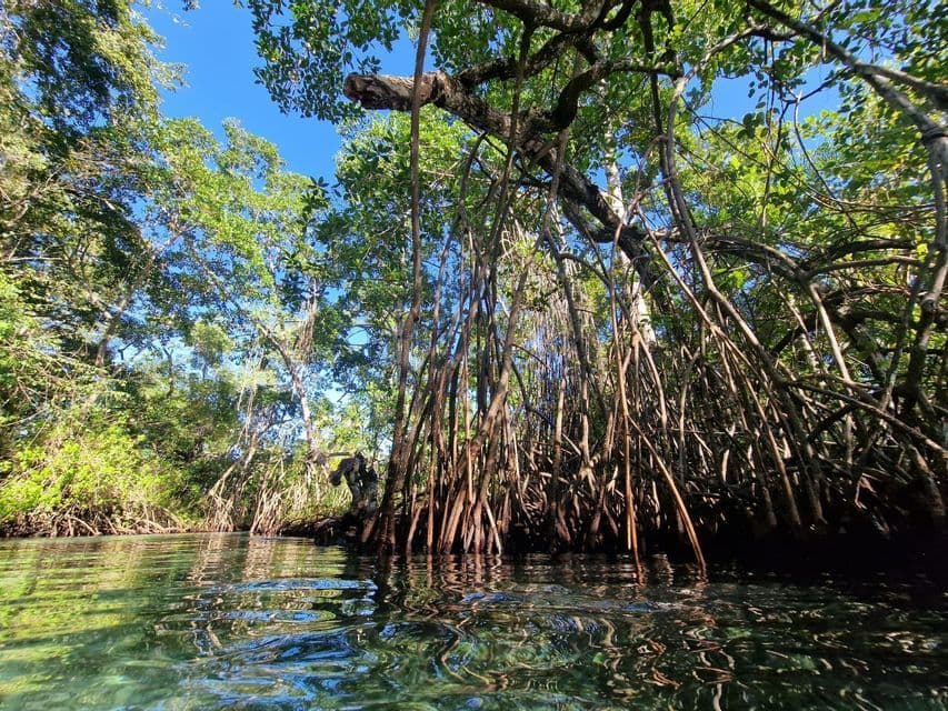 A view from the water's surface of a dense mangrove forest, its tangled roots visible in the clear water below.