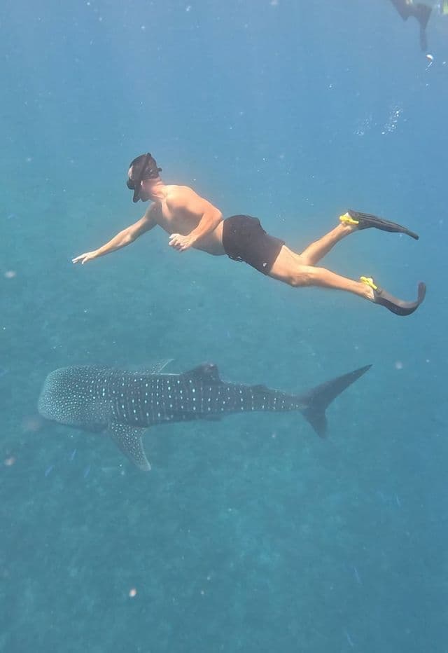 A man snorkeling in clear blue water swims above a large whale shark.