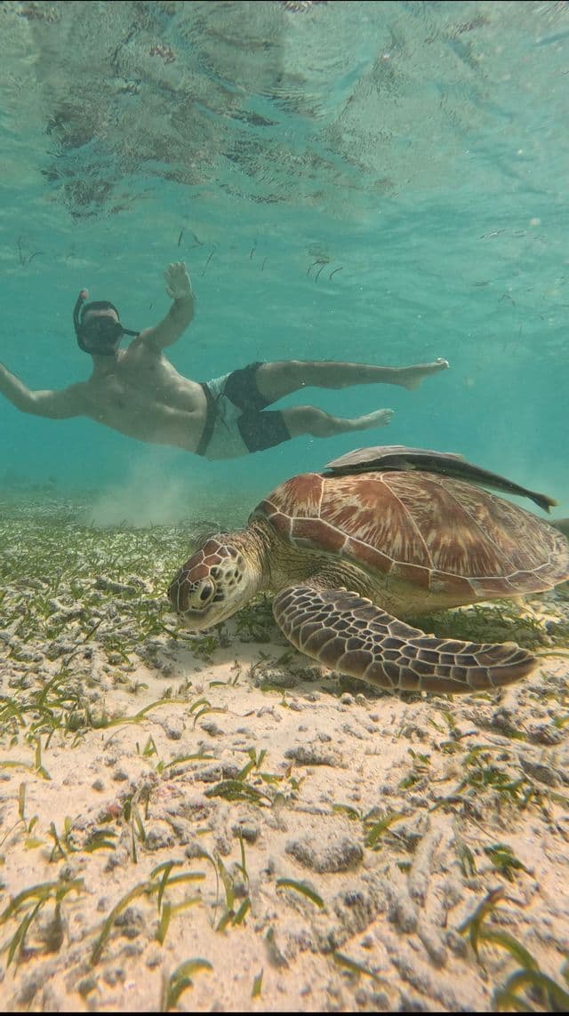 A man in a snorkel mask swims underwater near a large sea turtle resting on the sandy seabed among seagrass.