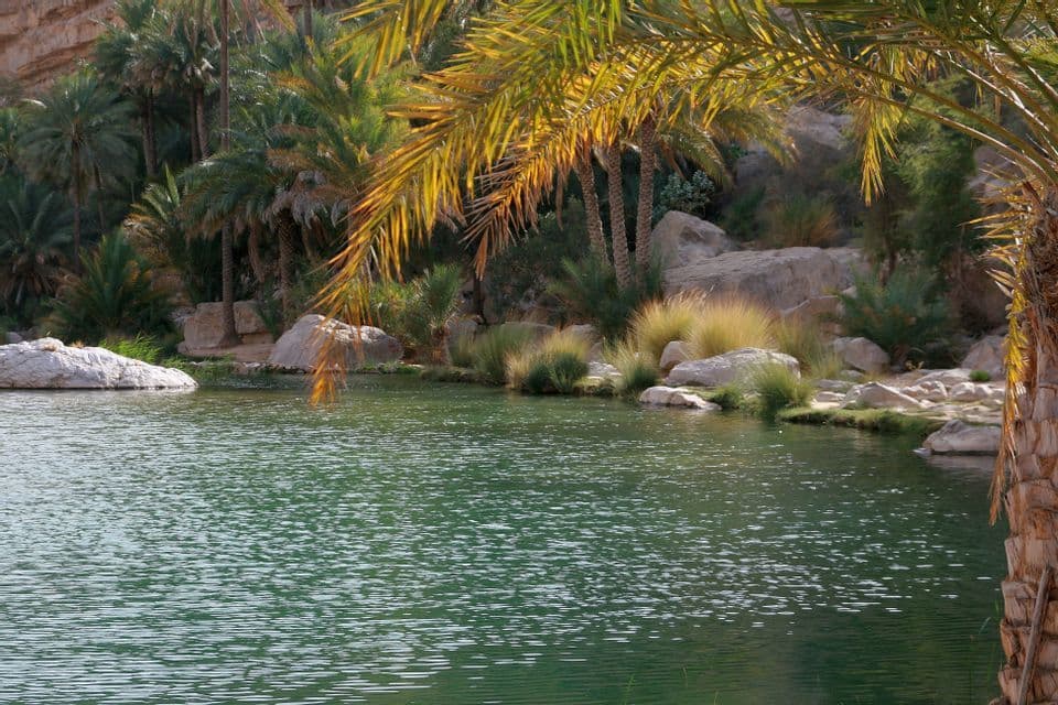 Ein grüner Oasenpool, umgeben von üppigen Palmen und großen Felsen, mit einem sonnenbeschienenen Palmenwedel, der im Vordergrund über dem Wasser hängt.