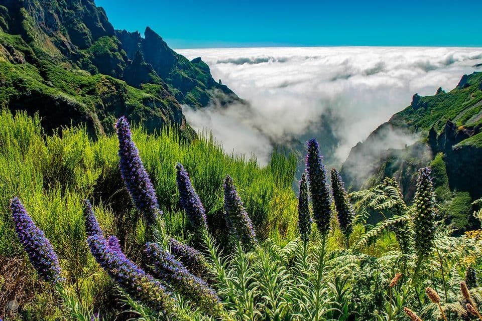 Alti fiori viola e piante verdi su un fianco di montagna, con cime aspre che si ergono sopra un mare di nuvole sotto un cielo blu.