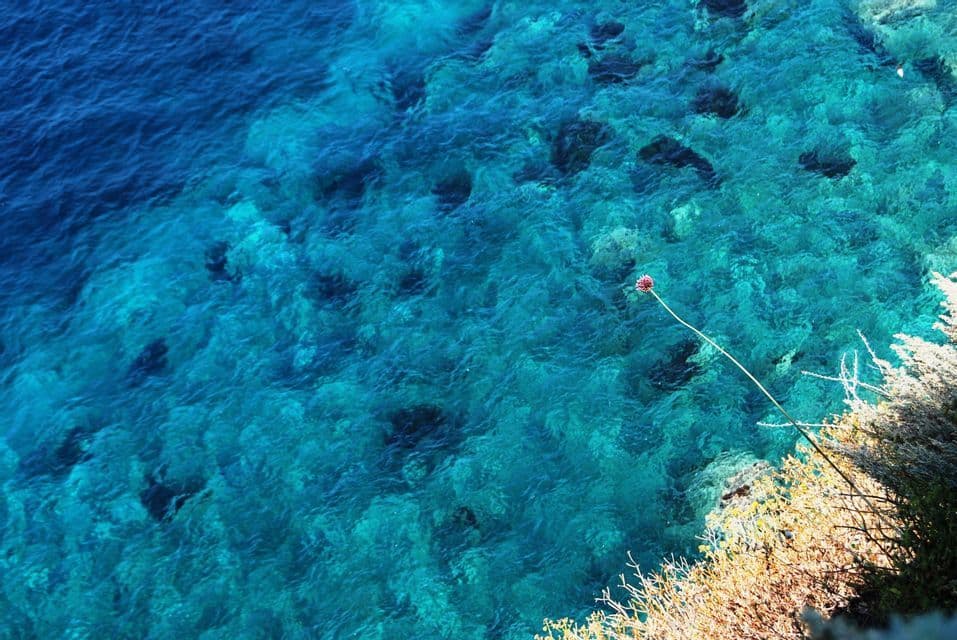 Una vista aerea di un singolo fiore rosa su un lungo stelo che si estende su un mare turchese chiaro da una scogliera rocciosa.