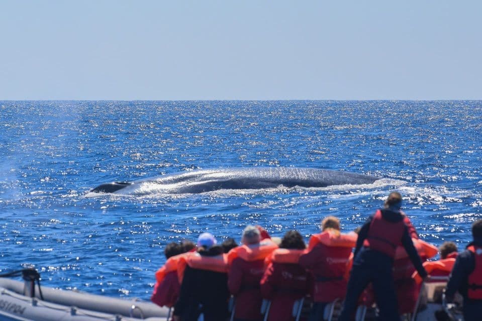 Un viaggio di gruppo WeRoad osserva una grande balena affiorare sul mare blu scintillante dal loro gommone.