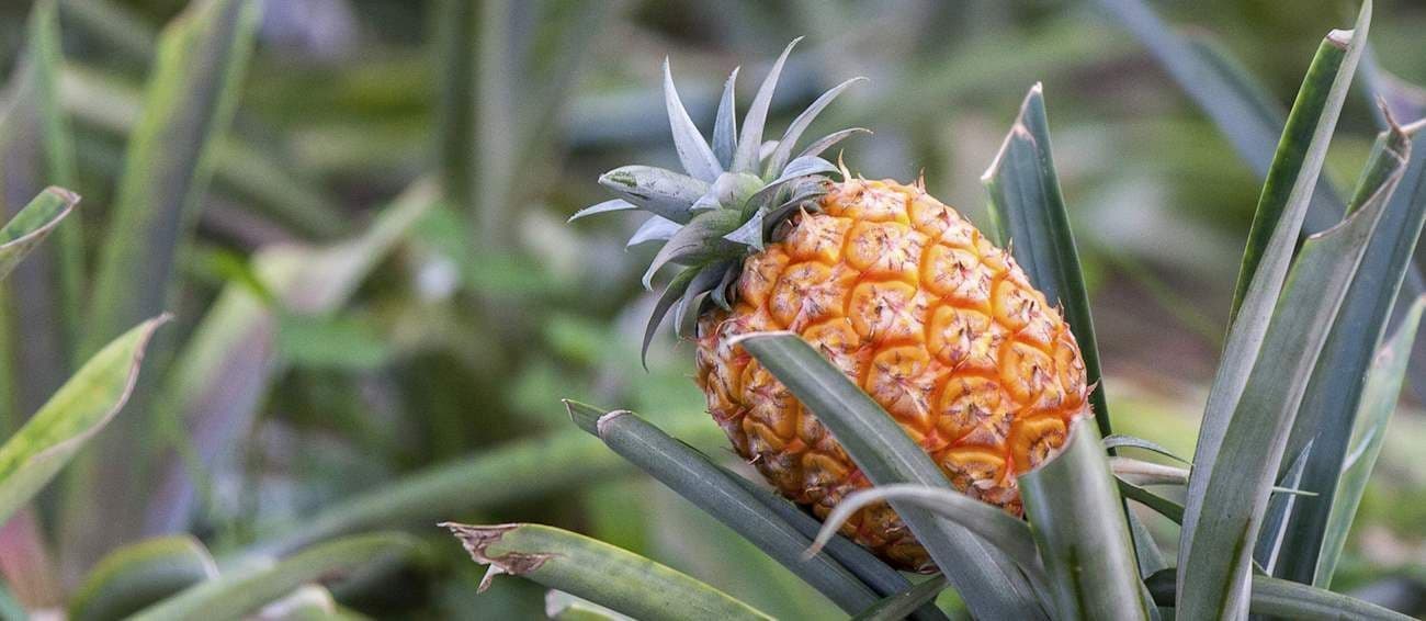 Un ananas maturo e arancione che cresce sulla sua pianta, circondato dalle sue lunghe foglie verdi e spinose.