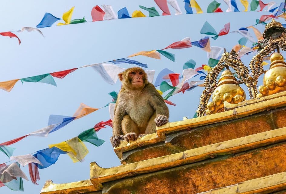 A monkey sits on the edge of a golden temple roof with colorful prayer flags waving against a clear blue sky.