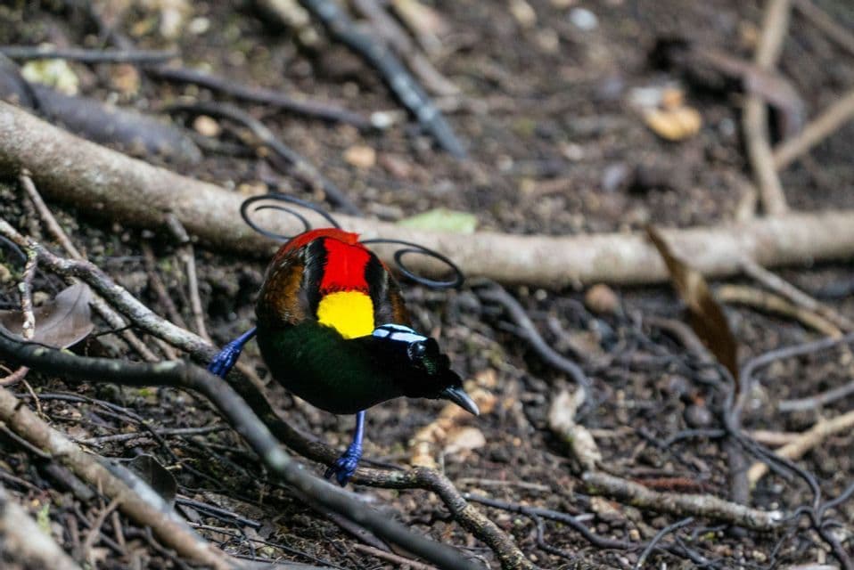 Un pájaro colorido con marcas rojas y amarillas en el lomo, patas azules y filamentos de cola rizados, se posa en el suelo del bosque.