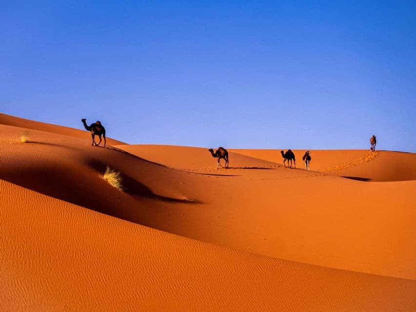 Una carovana di cammelli avanza in fila sulle vaste dune di sabbia arancioni sotto un cielo blu intenso, lasciando impronte nella sabbia.