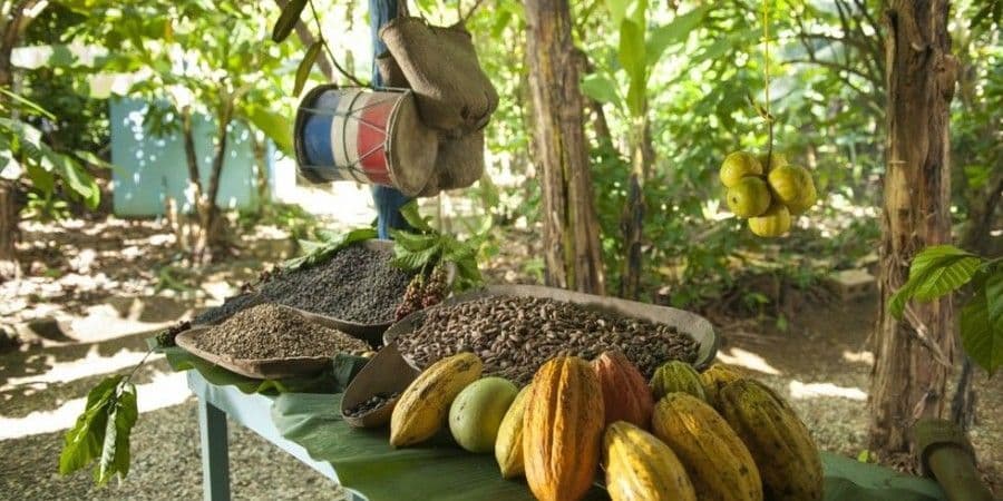 Frische Kakaoschoten und verarbeitete Kakaobohnen in Schalen, präsentiert auf einem Tisch im Freien in tropischer Umgebung, mit einer traditionellen Trommel in der Nähe.