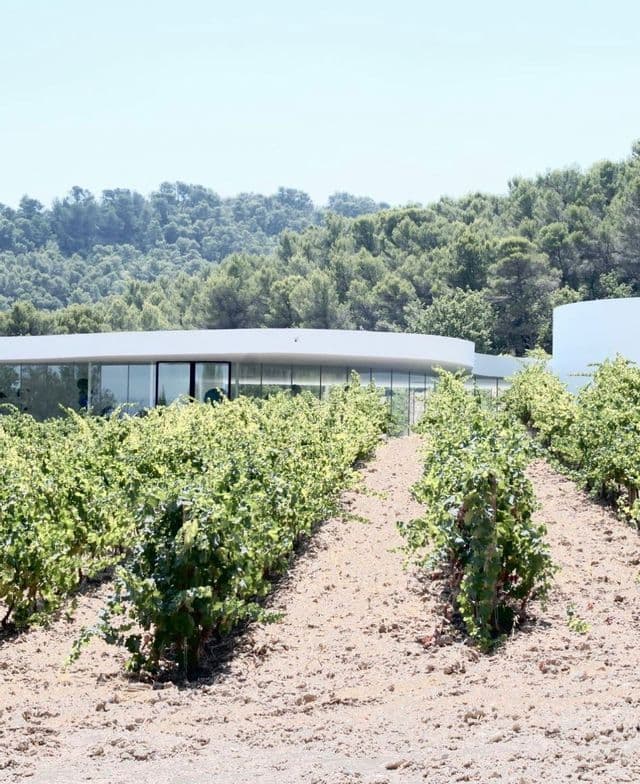 Filari di viti verdi crescono in un vigneto di fronte a un moderno edificio bianco e curvo, con una collina boscosa alle spalle.
