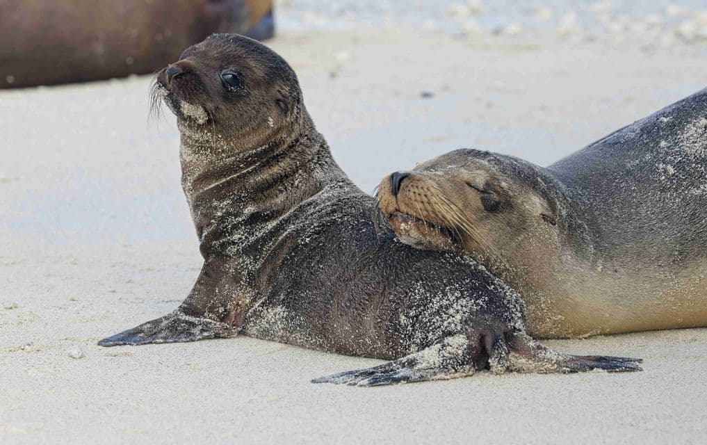 Una cría de lobo marino y un adulto con los ojos cerrados descansan juntos en una playa de arena, con su pelaje cubierto de arena.
