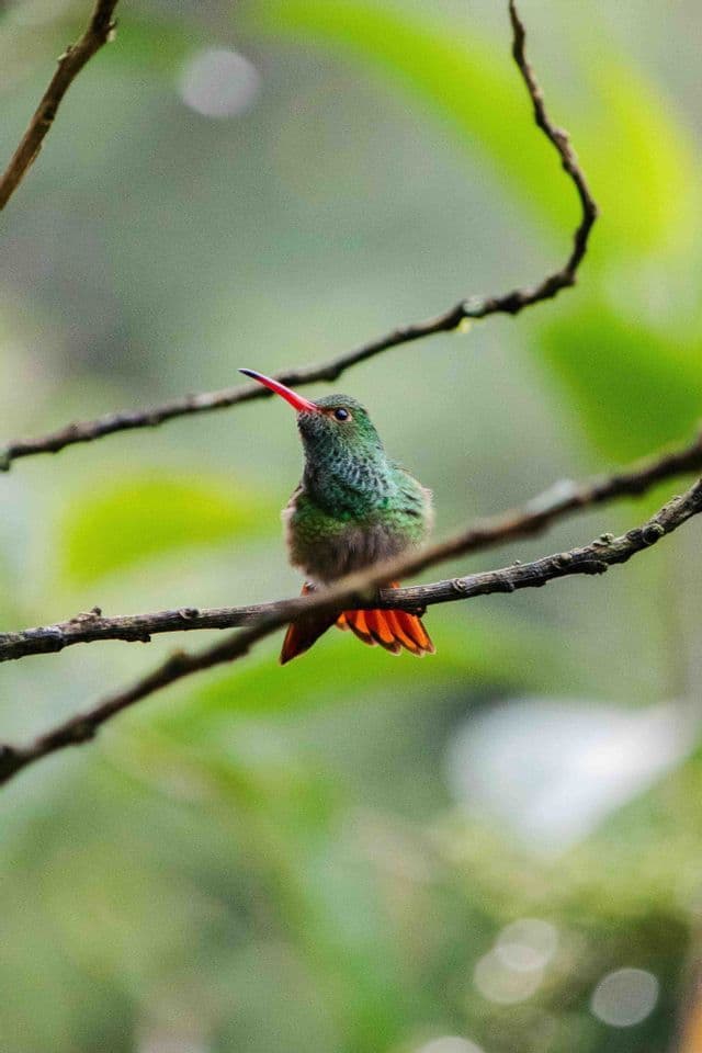 Un pequeño colibrí con plumaje verde y cola naranja se posa en una rama delgada, su pico rojo apuntando hacia arriba contra un fondo verde borroso.