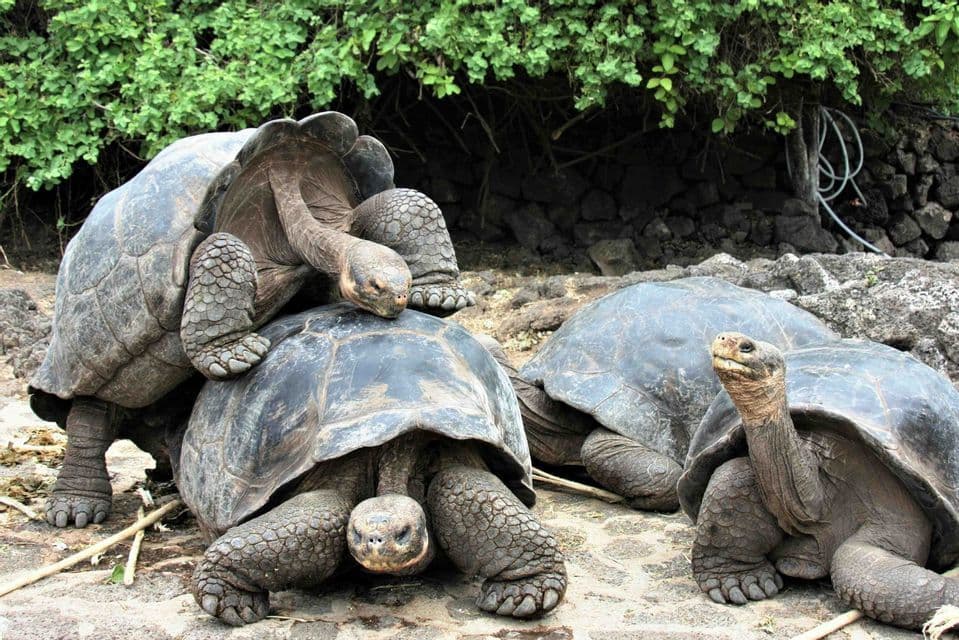 Dos tortugas gigantes están apareándose en terreno rocoso junto a una tercera tortuga, con arbustos verdes al fondo.
