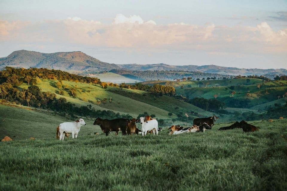 Una mandria di mucche pascola in un lussureggiante pascolo verde con uno sfondo di dolci colline sotto un cielo morbido e nuvoloso.