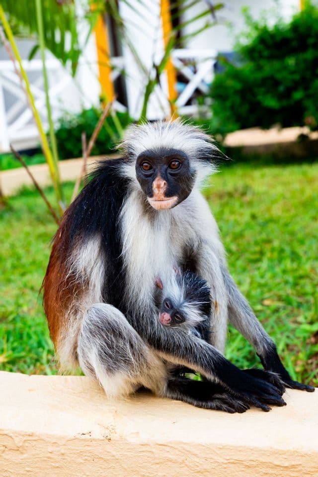 Una scimmia colobo madre, dal pelo bianco e nero, siede su una sporgenza, tenendo il suo cucciolo neonato stretto al petto.