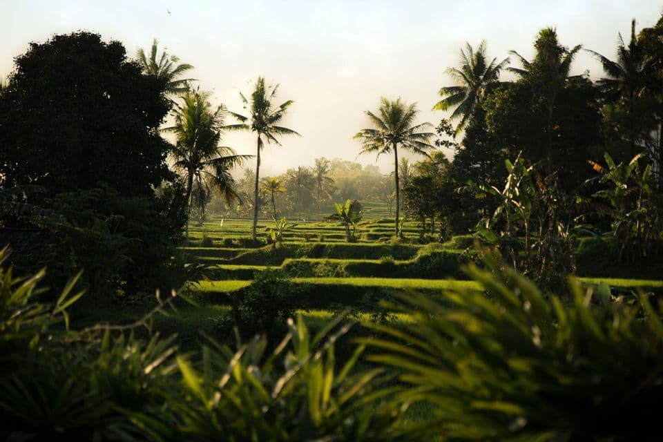 Blick auf grüne, terrassierte Reisfelder und hohe Palmen unter einem diesigen, sonnenverwöhnten Himmel.
