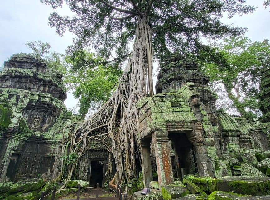 Un gran árbol con raíces que se extienden crece sobre antiguas ruinas de templo de piedra cubiertas de musgo verde bajo un cielo nublado.