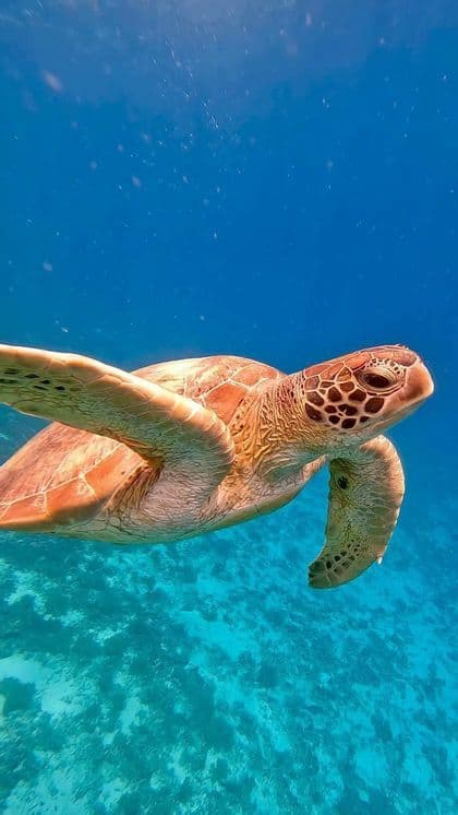 Una tartaruga marina con guscio a motivi nuota in acqua blu e cristallina sul fondale.