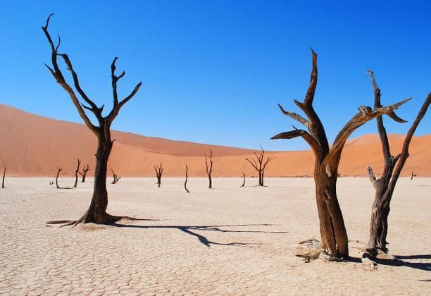 Alberi morti proiettano ombre su un terreno desertico screpolato con grandi dune di sabbia arancioni sullo sfondo sotto un cielo blu limpido.