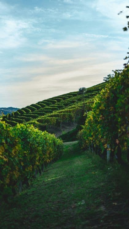 Un vigneto terrazzato con filari di viti verdi che ricoprono un fianco di collina sotto un cielo azzurro chiaro.