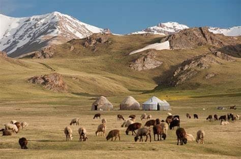 Un gregge di pecore e capre al pascolo in un campo davanti a yurte, con grandi montagne innevate sullo sfondo.