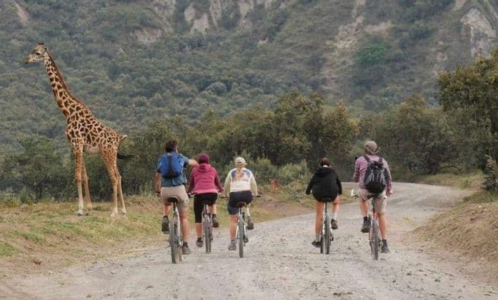 Un grupo de WeRoad pasea en bicicleta por un camino de tierra mientras una jirafa alta se alza en el arcén cubierto de hierba.