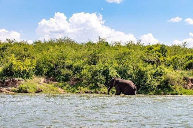 Un elefante si trova parzialmente immerso in un fiume, presso una riva lussureggiante e verde, sotto un cielo parzialmente nuvoloso.