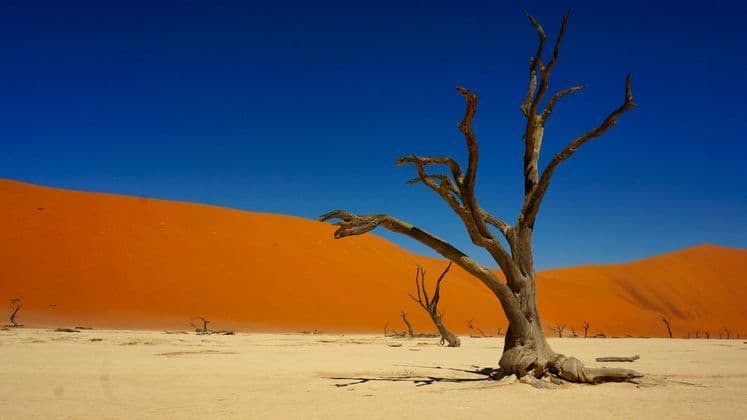 Ein toter, blattloser Baum steht auf einer rissigen Wüstenpfanne, mit einer großen orangefarbenen Sanddüne unter einem klaren blauen Himmel im Hintergrund.