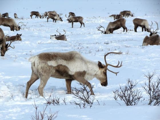 Una mandria di renne con le corna cerca cibo in un vasto campo innevato punteggiato da piccoli arbusti.