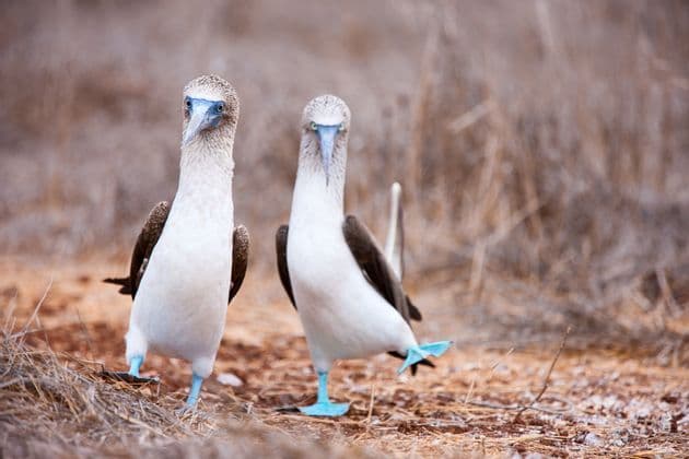 Zwei Blaufußtölpel stehen auf trockenem Boden, wobei ein Vogel seinen leuchtend blauen Schwimmfuß hebt.