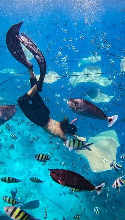 Eine Person mit Flossen taucht unter Wasser, umgeben von einer Vielzahl von Stachelrochen und tropischen Fischen in hellblauem Wasser.