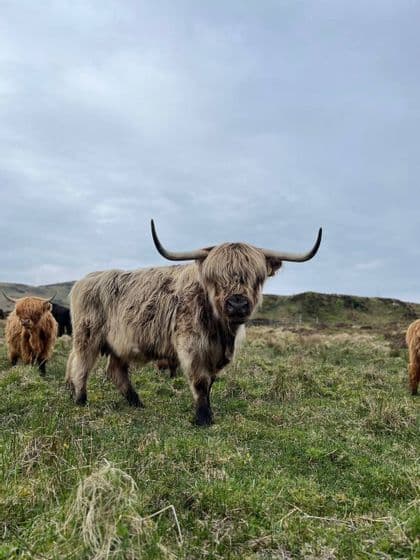 Une vache Highland à la robe hirsute et brun clair, munie de grandes cornes, se tient dans un champ verdoyant, regardant l'appareil photo, avec d'autres vaches en arrière-plan.