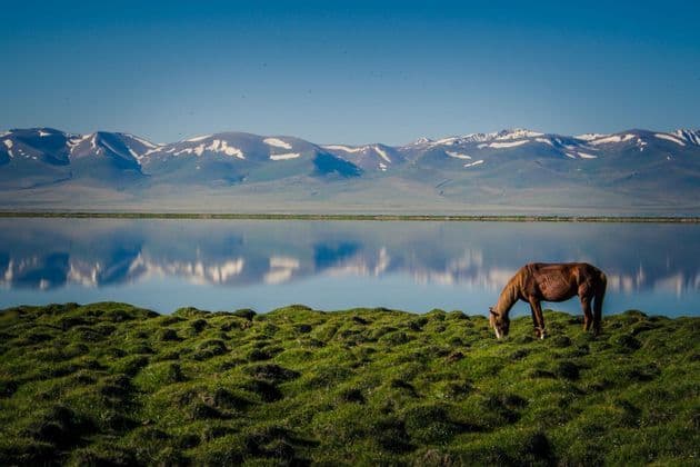 A brown horse grazing on a green hill beside a lake reflecting snow-capped mountains under a clear blue sky.