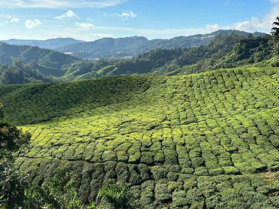 Rigogliose piantagioni di tè verdi coprono dolci colline con montagne boscose sullo sfondo sotto un cielo azzurro.