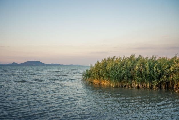 Hohe grüne Schilfrohre wiegen sich im Wind am Ufer eines Sees, mit einem fernen, flachen Hügel am Horizont unter einem blassen Himmel.