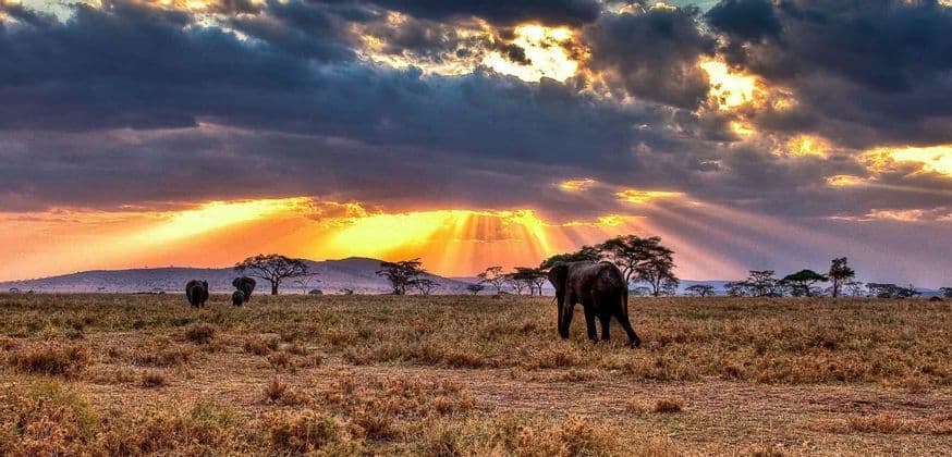 Tres elefantes caminan por una sabana herbosa mientras los rayos dorados del sol atraviesan nubes oscuras al atardecer.
