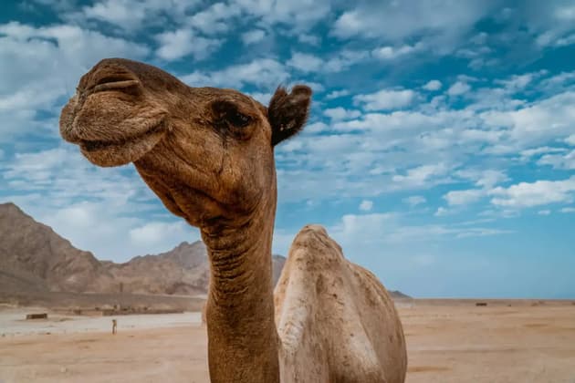 A low-angle close-up of a brown camel's head against a vast desert with mountains under a cloudy blue sky.
