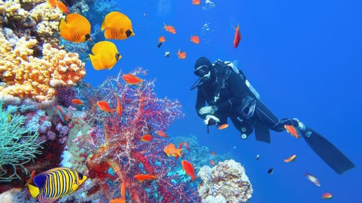 Un subacqueo in muta nuota nell'acqua blu, circondato da colorate barriere coralline e vari pesci tropicali.