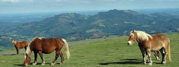 Quelques chevaux bruns aux crinières blondes paissent sur une colline verdoyante surplombant un vaste paysage vallonné sous un ciel bleu.