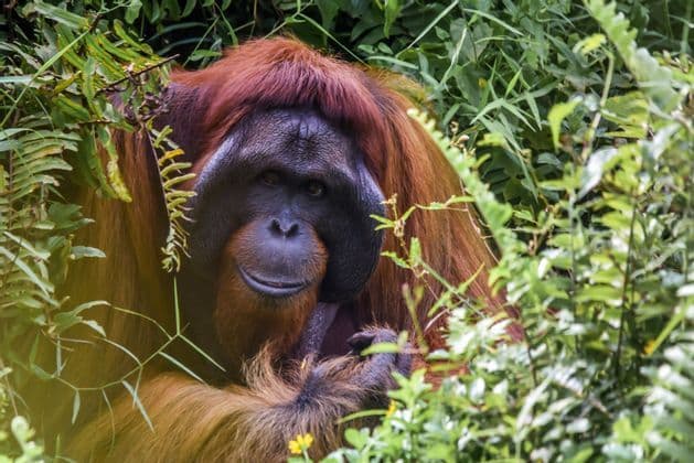 Primer plano de un orangután de pelaje marrón rojizo asomándose entre la densa vegetación verde en una selva.