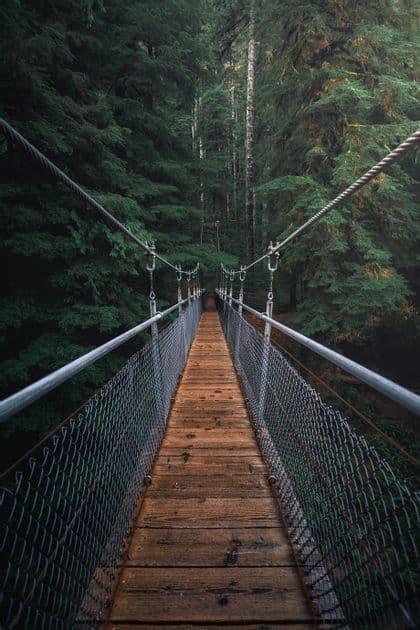 Eine hölzerne Hängebrücke mit Drahtgeflechtseiten erstreckt sich in einen dichten Wald voller hoher, grüner Bäume.