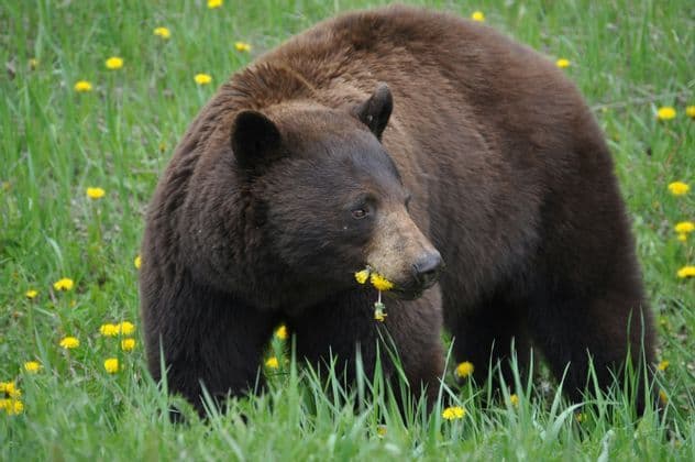 Un ours brun se tient dans un pré de haute herbe verte et mange des pissenlits jaunes.