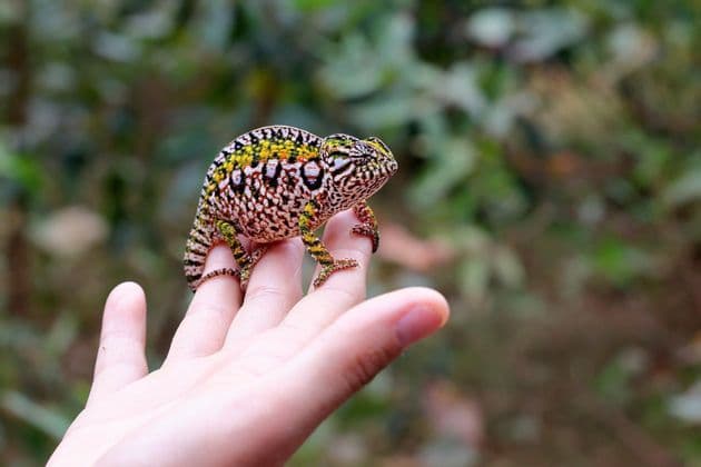 A small, colorful chameleon with yellow and black patterns sits on the fingers of a person's hand.