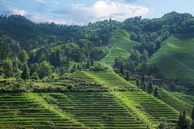 Rizières verdoyantes couvrant des collines vallonnées, parsemées d'arbres et de bâtiments sous un ciel partiellement nuageux.