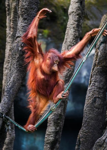 Un orangután joven de pelaje rojizo se equilibra sobre una cuerda, estirando sus brazos entre dos grandes troncos de árbol.