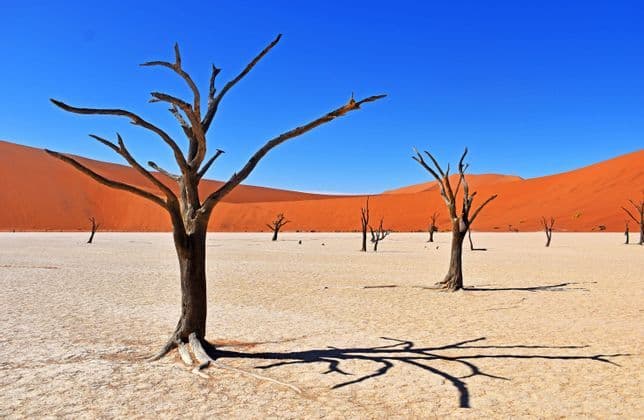 Alberi spogli proiettano lunghe ombre su una distesa di argilla secca e crepata di fronte a dune di sabbia arancione e un cielo azzurro limpido.