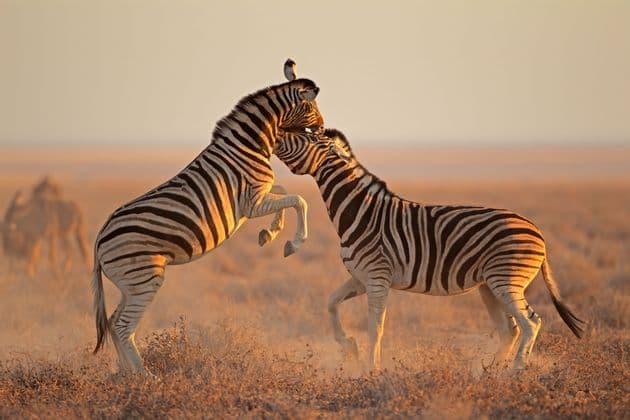 Due zebre interagiscono in una savana polverosa al tramonto, una delle quali si impenna sulle zampe posteriori con un piccolo uccello sulla testa.