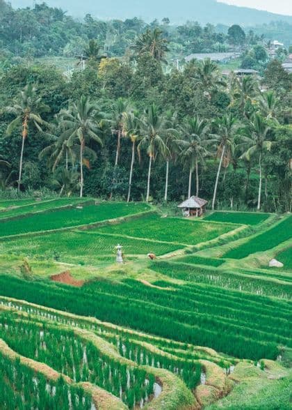 Vivaci risaie verdi a terrazze coprono un fianco della collina, con una piccola capanna e una foresta di palme sullo sfondo.