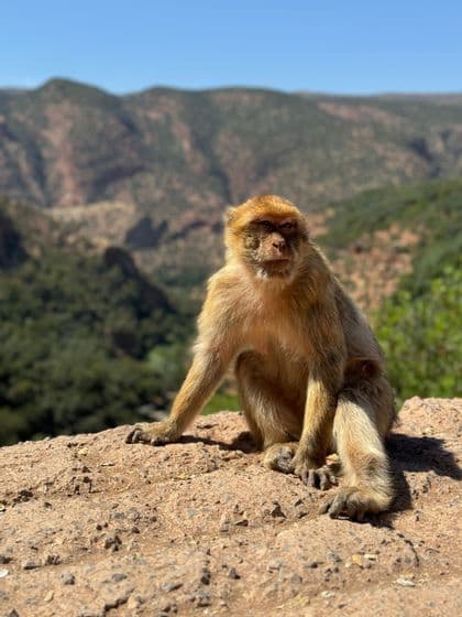 Ein Berberaffe sitzt auf einem sonnenbeschienenen Felsen, vor einer Kulisse aus grünen Bergen unter klarem blauem Himmel.